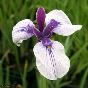 （ビオトープ）水辺植物　花菖蒲　出羽の里（デワノサト）（１ポット）長井系白地紫筋三英花