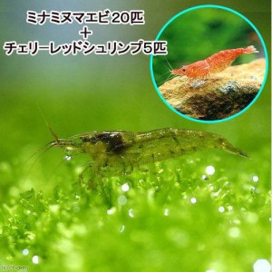 （エビ）ミナミヌマエビ（２０匹）＋チェリーレッドシュリンプ（５匹）　北海道・九州航空便要保温