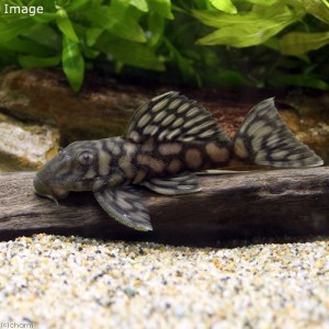 （熱帯魚）ラージスポットロイヤルスポット・グローボ（ワイルド）（１匹）　北海道・九州航空便要保温