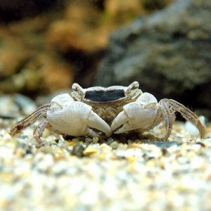 （エビ・カニ）バティック・クラブ（３匹）　北海道・九州航空便要保温