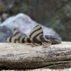 （熱帯魚）アレンカーラビリンスタイガー　プレコ（ブリード）（１匹）　北海道・九州航空便要保温