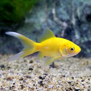 （国産金魚）ゴールデンコメット　長尾（５匹）