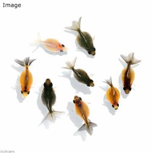 （国産金魚）ピンポンパール　新仔（５匹）