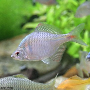 （淡水魚）タイリクバラタナゴ　４〜６ｃｍ（３匹）