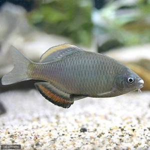 （淡水魚）アブラボテ（３匹）