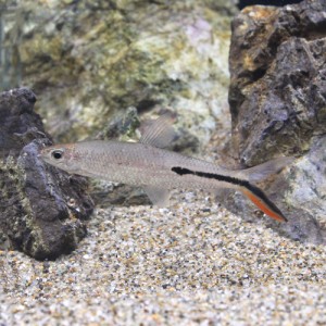 （熱帯魚）レッドテール　ヘミオダス（ワイルド）（１匹）　北海道・九州航空便要保温