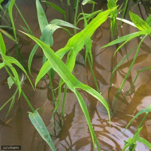 （ビオトープ）水辺植物　アギナシ（１ポット）　抽水植物