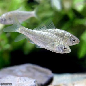 淡水魚 紅葉タイリクバラタナゴ 匹 沖縄別途送料 Southwestne Com