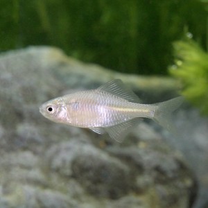 （淡水魚）タイリクバラタナゴ　２〜４ｃｍ（３匹）