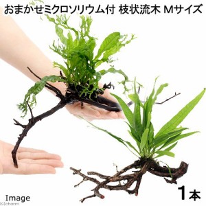 （水草）おまかせミクロソリウム付　枝状流木　Ｍサイズ（１本）（約２０ｃｍ〜）