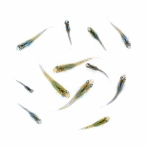 （めだか）無選別　彩菊キッシングワイドフィンメダカ　稚魚（１０匹）