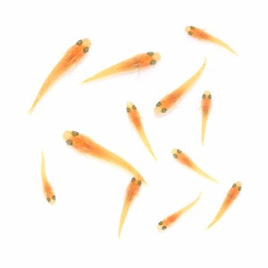 （めだか）無選別　紅華メダカ　稚魚（１０匹）