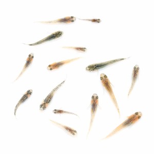 （めだか）無選別　菊銀美人メダカ　稚魚（５匹）