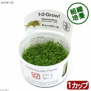 （水草）組織培養１−２−ＧＲＯＷ！　キューバパールグラス　トロピカ製（無農薬）（１カップ）