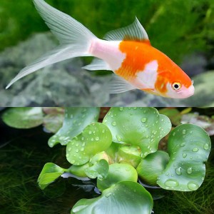 （国産金魚）（水草）コメット（１匹）＋ホテイ草（１株）セット