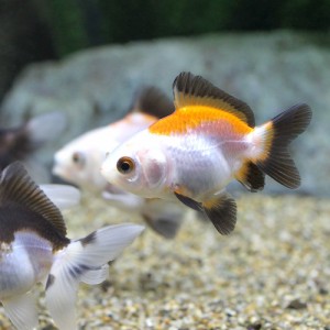 （金魚）トリカラーオランダ獅子頭（中国産）（１匹）　北海道・九州航空便要保温