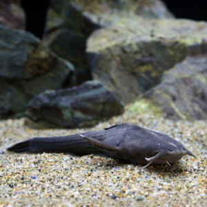 （熱帯魚）サーベルバンジョー・キャット　コロンビア産（１匹）　北海道・九州航空便要保温