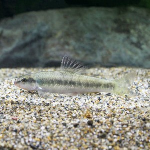 （熱帯魚）中国コヒガイ　ＶＩＴＴＡＴＵＳ（１匹）　北海道・九州航空便要保温