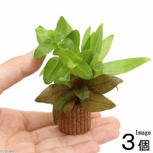 （水草）ライフマルチ（茶）寄せ植えミックス（水上葉）（無農薬）（３個）