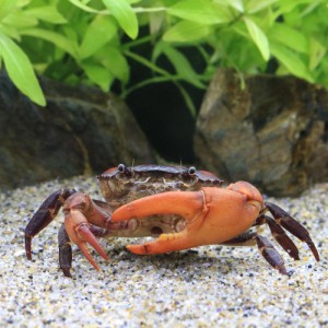 （エビ・カニ）パディパープルクラブ（１匹）　北海道・九州航空便要保温