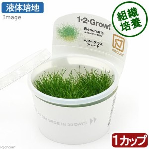 （水草）組織培養１−２−ＧＲＯＷ！　ヘアーグラスショート（液体培地）トロピカ製（無農薬）（１カップ）