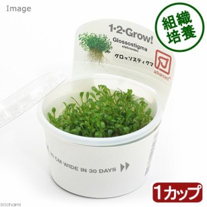 （水草）組織培養１−２−ＧＲＯＷ！　グロッソスティグマ　トロピカ製（無農薬）（１カップ）