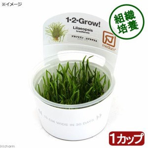 （水草）組織培養１−２−ＧＲＯＷ！　ブラジリアン　コブラグラス　トロピカ製（無農薬）（１個）