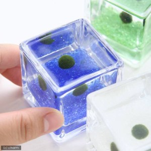 （水草）私の小さなアクアリウム　〜ウキウキ気分なマリモセット（ブロックグラスＳ×４ポット）〜（説明書付）　本州四国限定