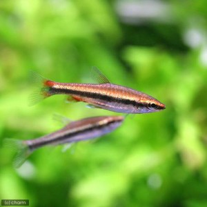 （熱帯魚）ナノストムス・ベックホルディ　レッド（３匹）　北海道・九州航空便要保温