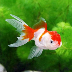 （国産金魚）更紗オランダ獅子頭（３匹）