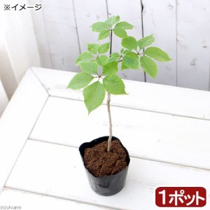 （山野草）山菜　コシアブラ　素掘り苗（漉油）３〜４号（１ポット）　家庭菜園　盆栽　庭木