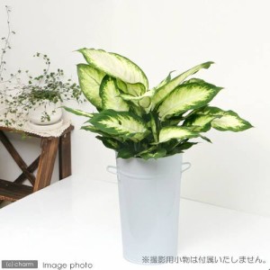 （観葉植物）ディフェンバキア　カミーラ　６号（１鉢）