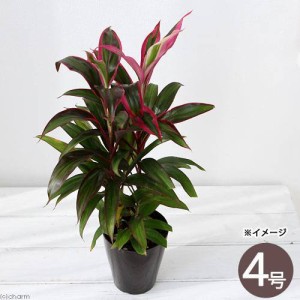 （観葉植物）コルディリネ　レッドエッジ　４号（１鉢）　オージープランツ