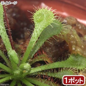 （食虫植物）トウカイコモウセンゴケ　２号（１ポット）