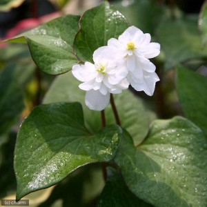 （ビオトープ）水辺植物　八重咲きドクダミ（１ポット）　湿性植物