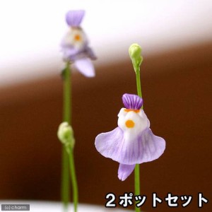 （食虫植物）クリオネミミカキグサ（ウトリクラリア　ワーブルギー）　２〜３号（２ポット）