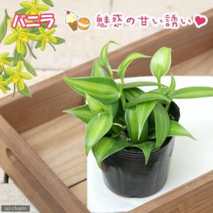 （観葉植物）バニラの木　３号（１ポット）