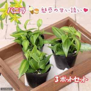 （観葉植物）バニラの木　３号（３ポット）