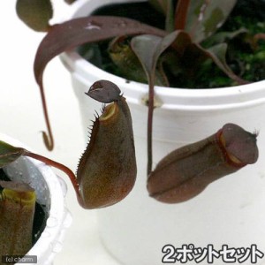 （食虫植物）ウツボカズラ　ネペンテス　レッドアラタ（２ポットセット）