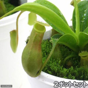 （食虫植物）ウツボカズラ　ネペンテス　ベントラータ（２ポットセット）