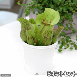 （食虫植物）サラセニア　プルプレアｓｓｐ．ベノーサ　５ポットセット