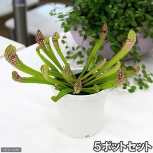 （食虫植物）サラセニア　スカーレットベル　５ポットセット