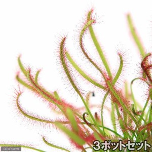 （食虫植物）モウセンゴケ　アフリカナガバモウセンゴケ（ドロセラ　カペンシス）　赤花　２．５〜３号（３ポット）