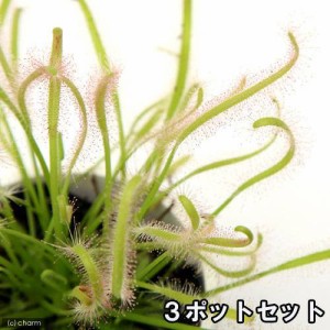 （食虫植物）モウセンゴケ　アフリカナガバモウセンゴケ（ドロセラ　カペンシス）　白花　２．５〜３号（３ポット）