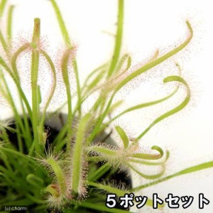 （食虫植物）モウセンゴケ　アフリカナガバモウセンゴケ（ドロセラ　カペンシス）　白花　２．５〜３号（５ポット）