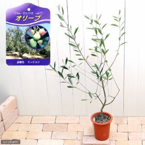 （観葉植物）果樹苗　オリーブの木　ミッション　５〜６号（１鉢）　家庭菜園