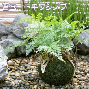 （観葉植物）苔玉　トキワシノブ（１個）