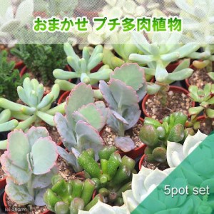 （観葉植物）おまかせプチ多肉　３ｃｍ硬質ポット植え（５ポット）（説明書付き）