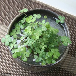 （ビオトープ）水辺植物　私の小さなアクアリウム　〜シャリッと益子　ＤＥ　幸せムチカセット（足付深丼　炭化）〜　本州四国限定