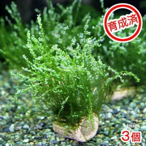 （水草）★育成済★　ライフマルチ（茶）バブルモス（水中葉）（無農薬）（３個）